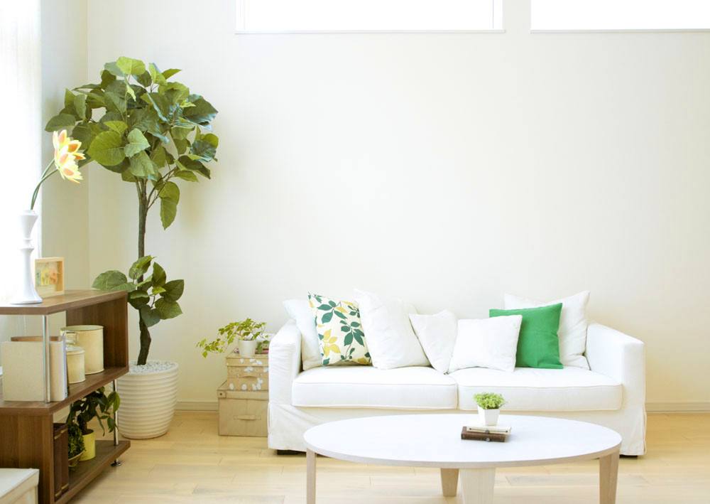 室內(nèi)植物怎么選，室內(nèi)植物種植的注意事項